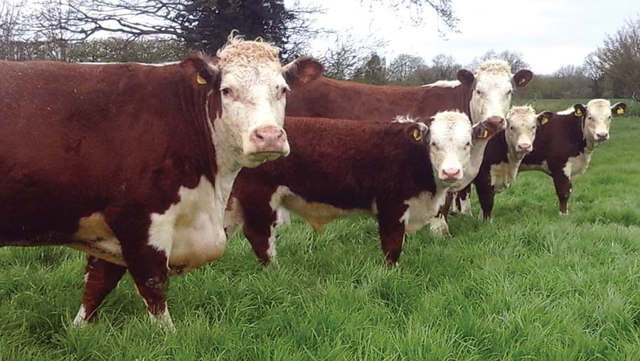 How Absolute Beginners Achieved Hereford Breed Excellence - Farmers Weekly