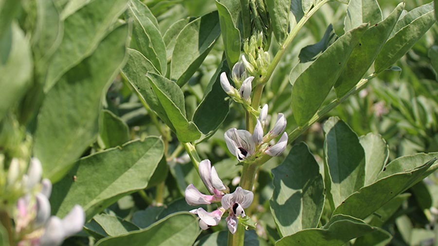 Winter beans in flower in Suffolk