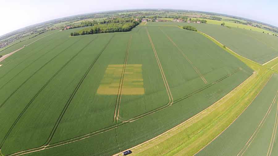 Yellow rust shows up dramatically in Suffolk wheat trial - Farmers Weekly