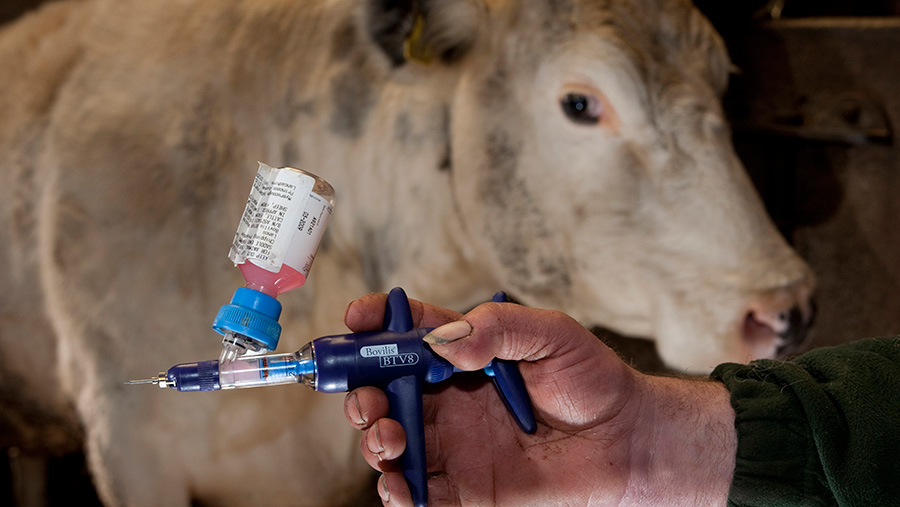 Bluetongue vaccine available for cattle and sheep by July - Farmers Weekly