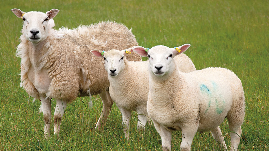 How new entrant has built up a flock of 600 sheep - Farmers Weekly