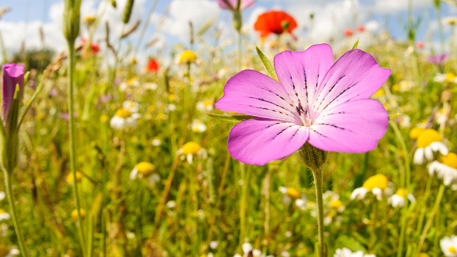 © FLPA/Dave Pressland/REX/Shutterstock 