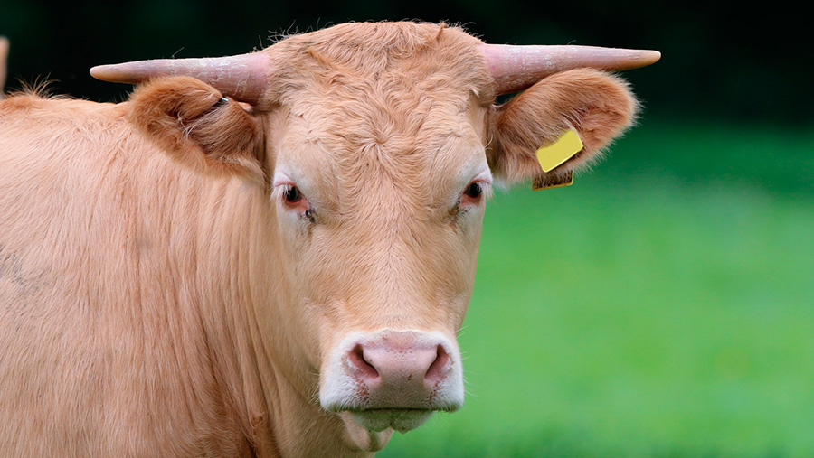 Royal Welsh Show: Bovine TB threat to EU trade deal, says farm union ...