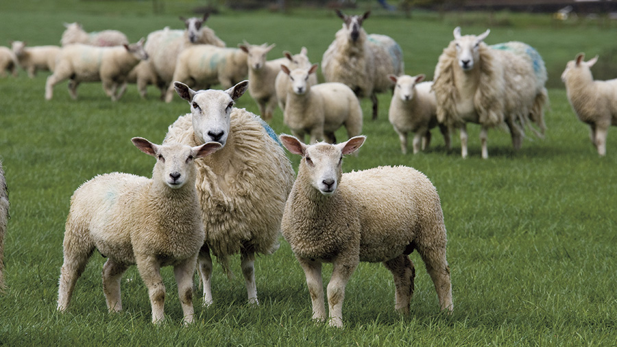 Advice For Weaning Lambs To Help Reduce Stress - Farmers Weekly