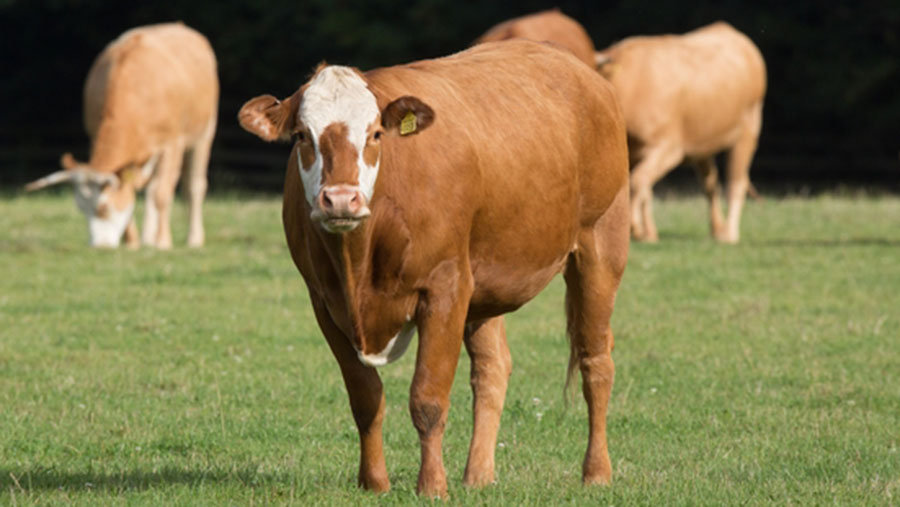 botulism symptoms in cattle