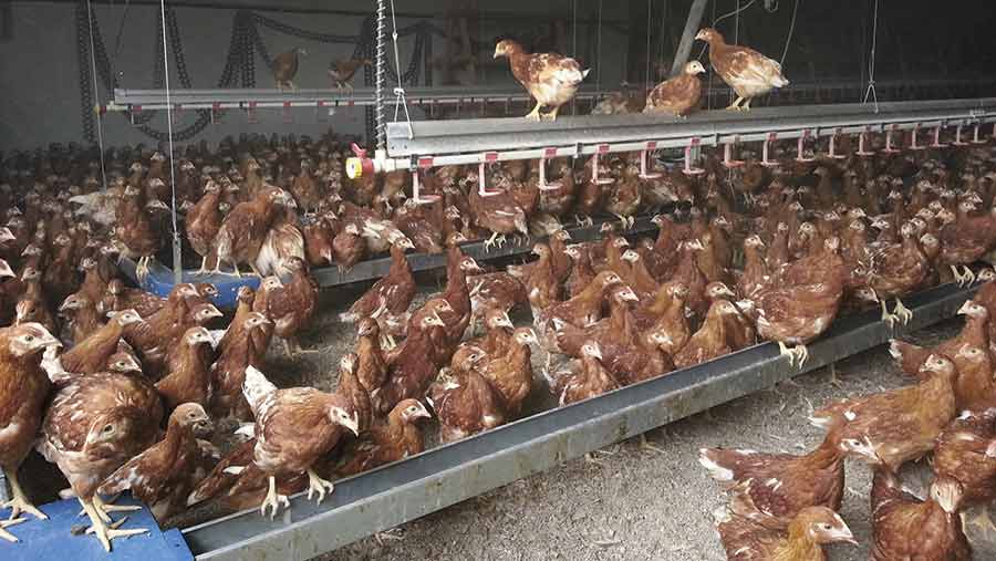 Guide to successful spray and water vaccination for poultry farmers
