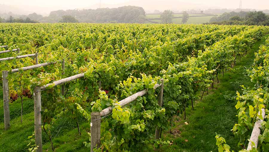 Awardwinning Devon vineyard for sale Farmers Weekly