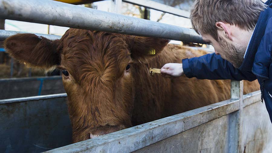 Video: Welsh Farmers Have Their Say On Bovine TB Controls - Farmers Weekly