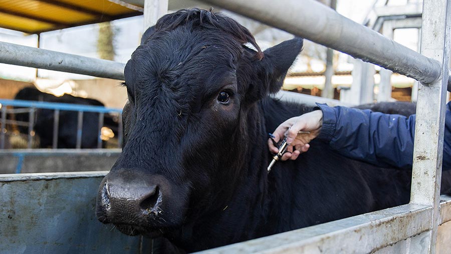 A cow being tested for TB © David Hartley/REX/Shutterstock