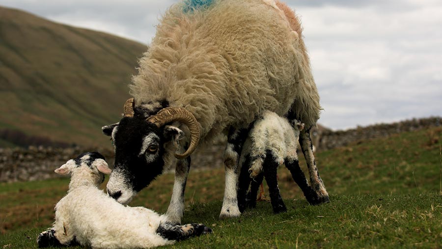 ©Wayne Hutchison/FLPA/ImageBroker/Rex/Shutterstock