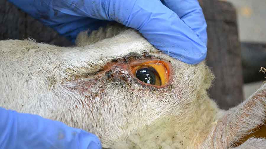 Farmers Warned About Copper Poisoning In Sheep Farmers Weekly