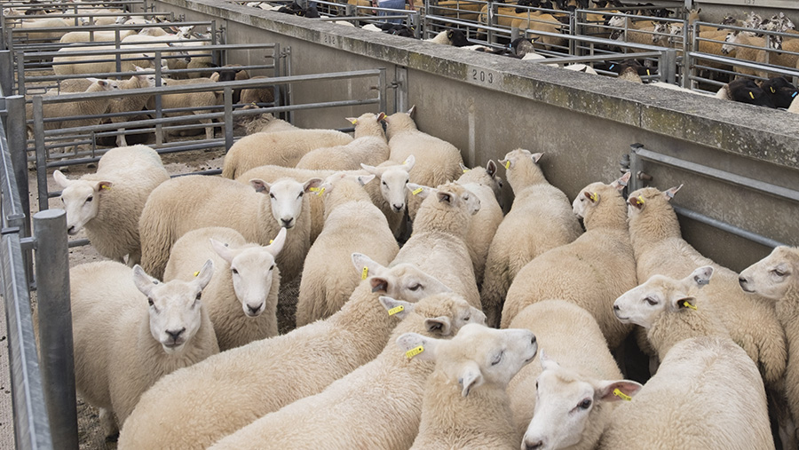 Store lamb trade thrives on firm finished prices - Farmers Weekly