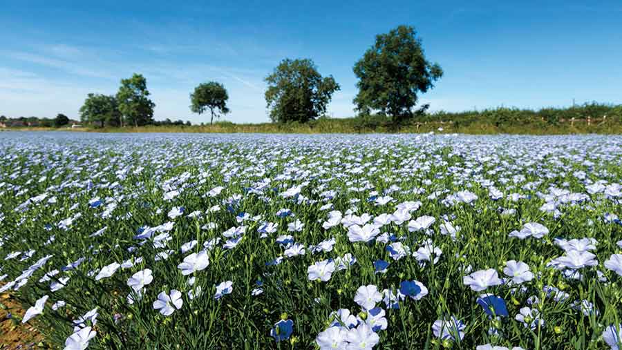 Spring linseed – a great break crop