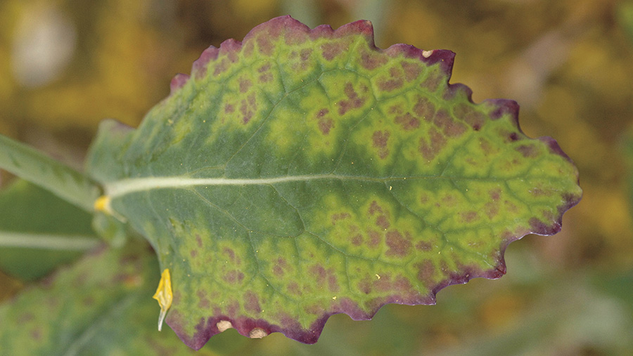 turnip virus yellows oilseed tackle reddening margins telltale