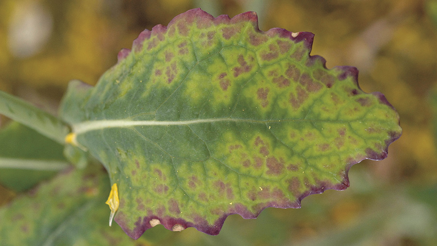 Symptoms of turnip yellows virus may include reddening of leaf margins, purple colouring of leaf margins and interveinal yellowing and reddening.