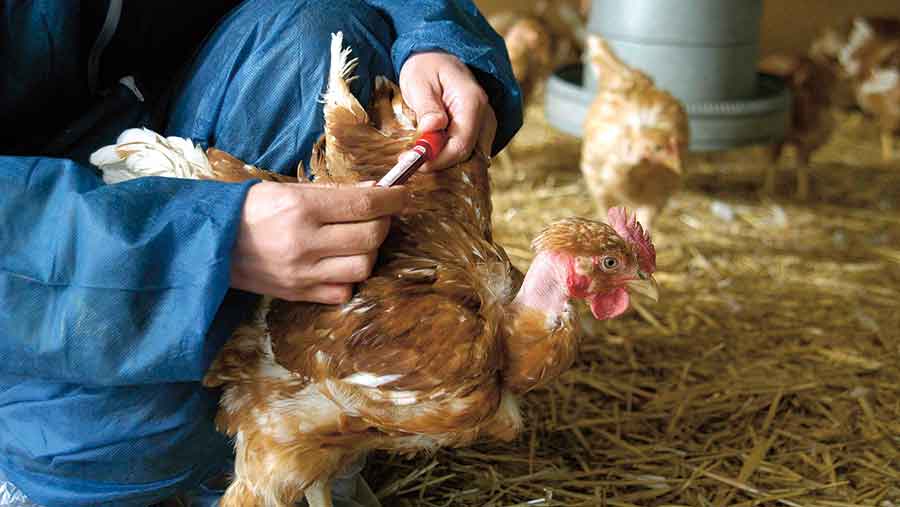 EU poultry farms house flocks as bird flu spreads - Farmers Weekly