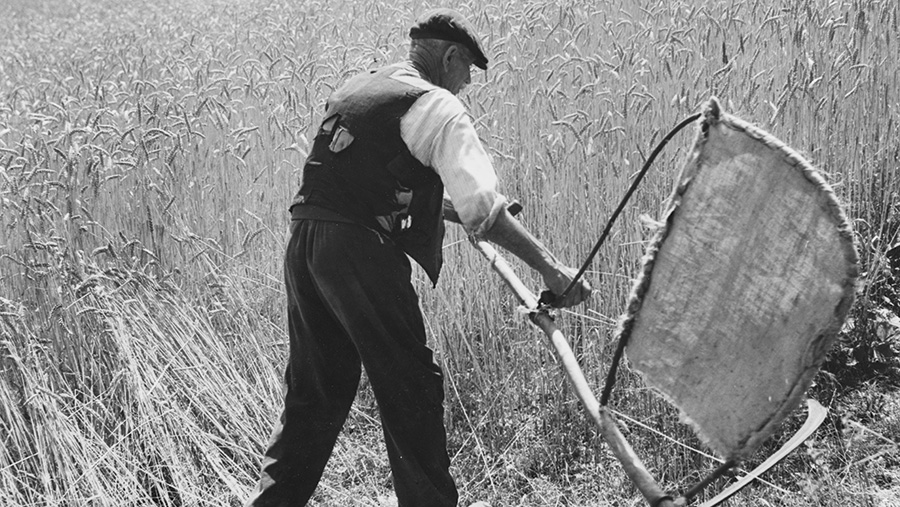 Harvesting crops using a scythe
