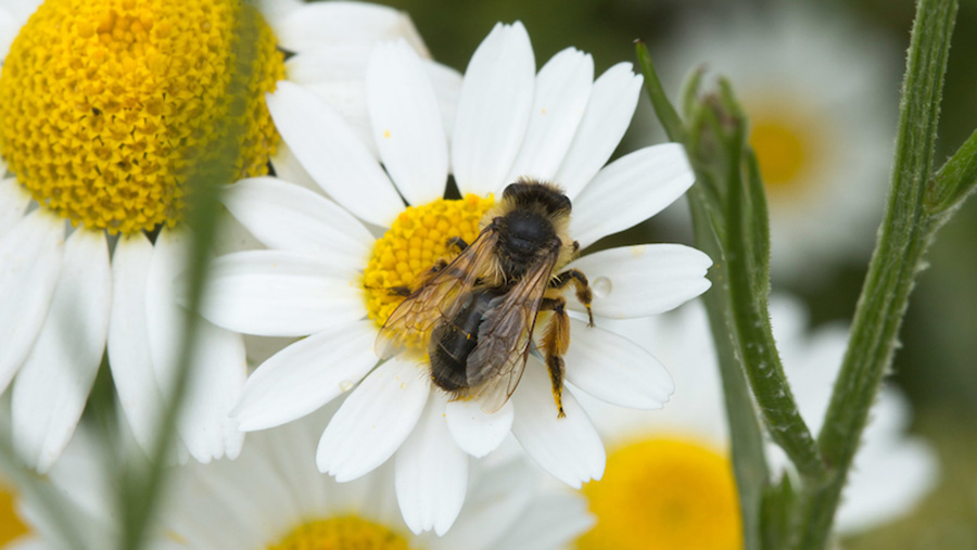 Low Countryside Stewardship application levels ‘a concern’ - Farmers Weekly