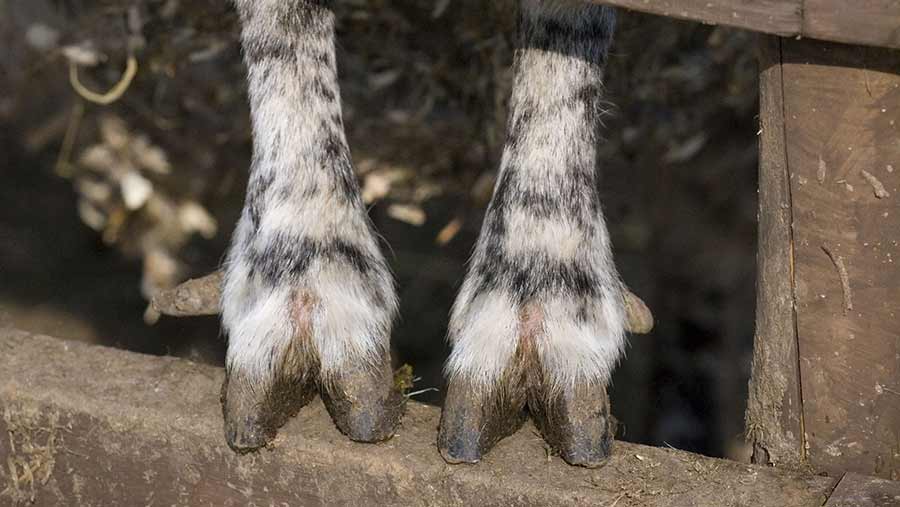 Vaccine breakthrough could help tackle foot-rot in sheep - Farmers Weekly