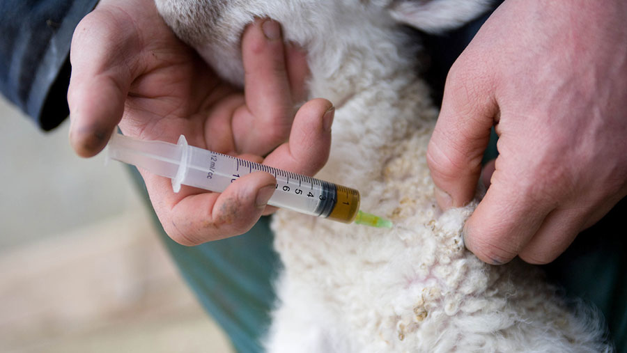 A lamb being injected with antibiotics © Tim Scrivener