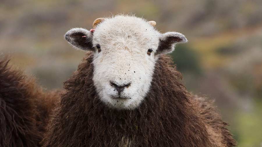 Gene bank project set up to protect Herdwick sheep breed - Farmers Weekly