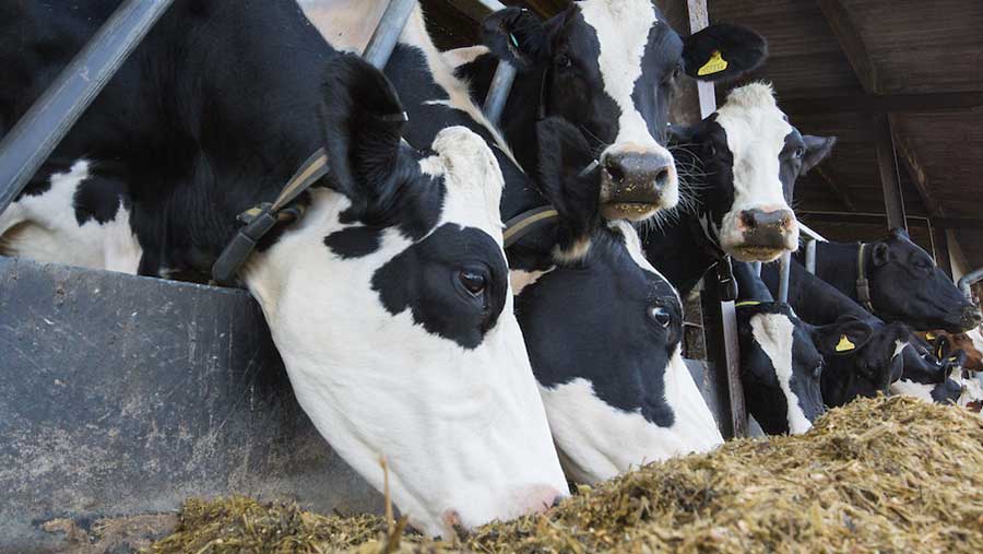 best buffers for dairy cows