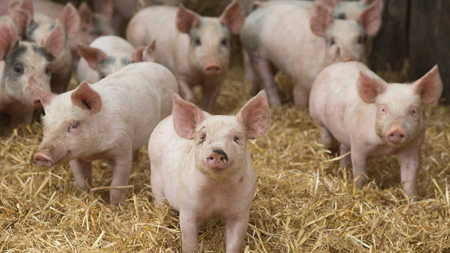Tuning in to pig signals can help to detect disease quicker © Tim Scrivener