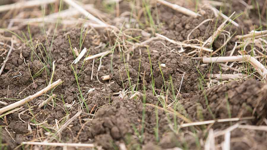 Hit blackgrass hard before the winter, growers warned - Farmers Weekly