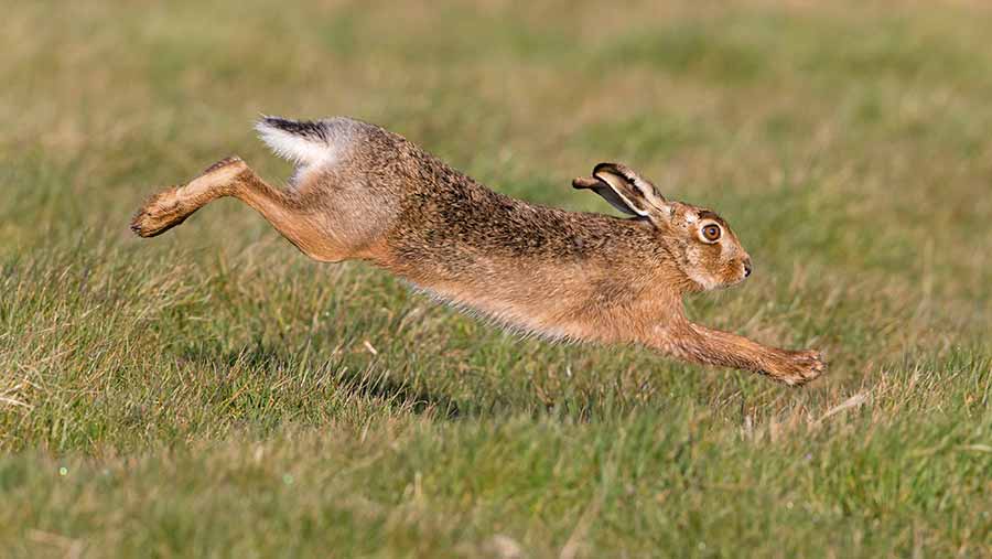 Hare Coursers Run Riot Damaging Wheat Crops Farmers Weekly