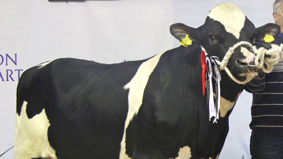 Holstein bulls sell to 5,000gns at Dungannon Farmers Weekly