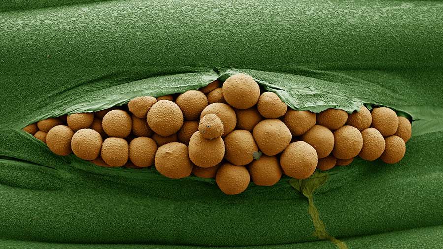 Brown rust spores © Syngenta