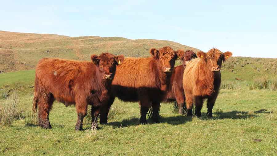 Farm profile Beef Shorthorn cross thrive on a Welsh farm Farmers Weekly
