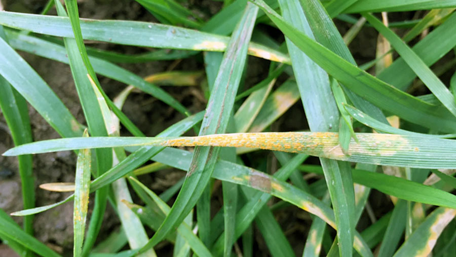 Yellow rust in wheat taken by Frontier agronomist Andy Roy. FREE USE NO CREDIT.
