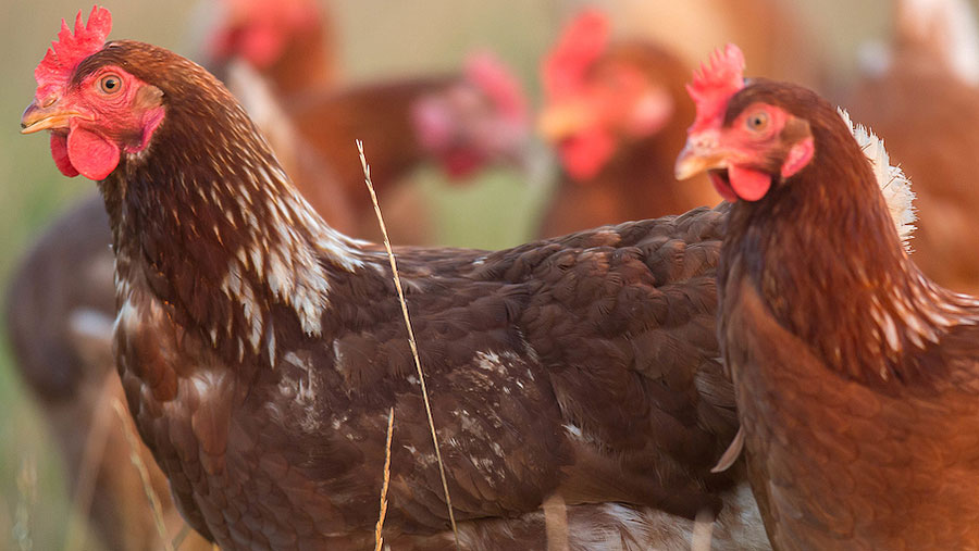 Free range hens © Tim Scrivener