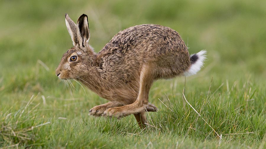 Video 4x4 used for hare coursing crushed Farmers Weekly