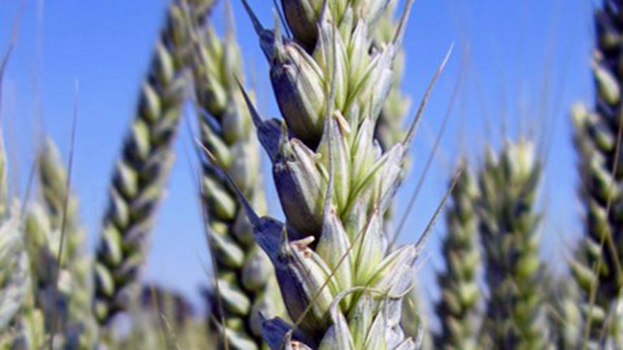 Shabras winter wheat variety. Press release image, no credit, can reuse.