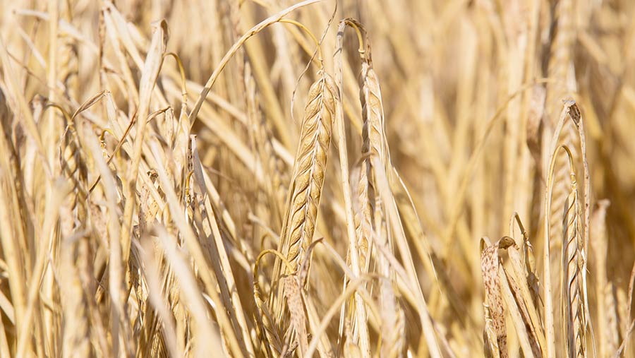 Two Scottish growers turn to dual-purpose spring barley - Farmers Weekly