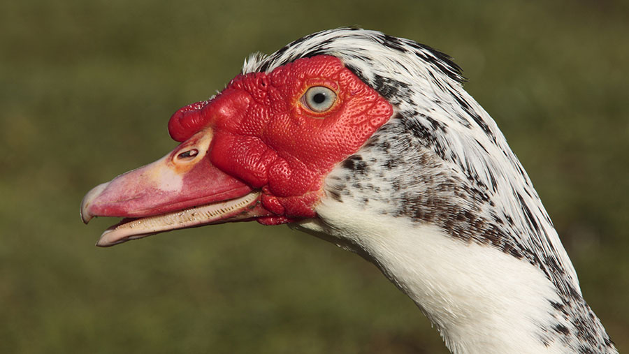 Backyard flock with avian influenza was not housed - Farmers Weekly