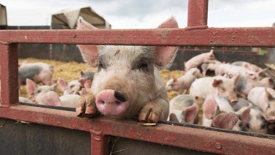 Animal welfare laws must stay or improve – poll - Farmers Weekly
