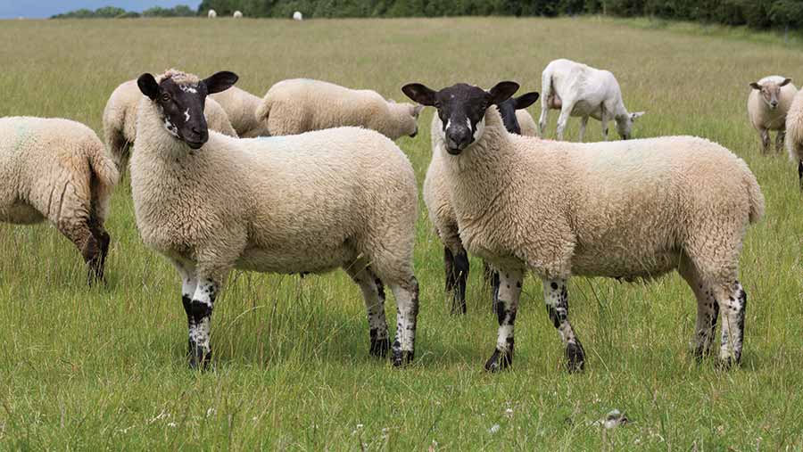 High lamb numbers keep pressure on prices Farmers Weekly
