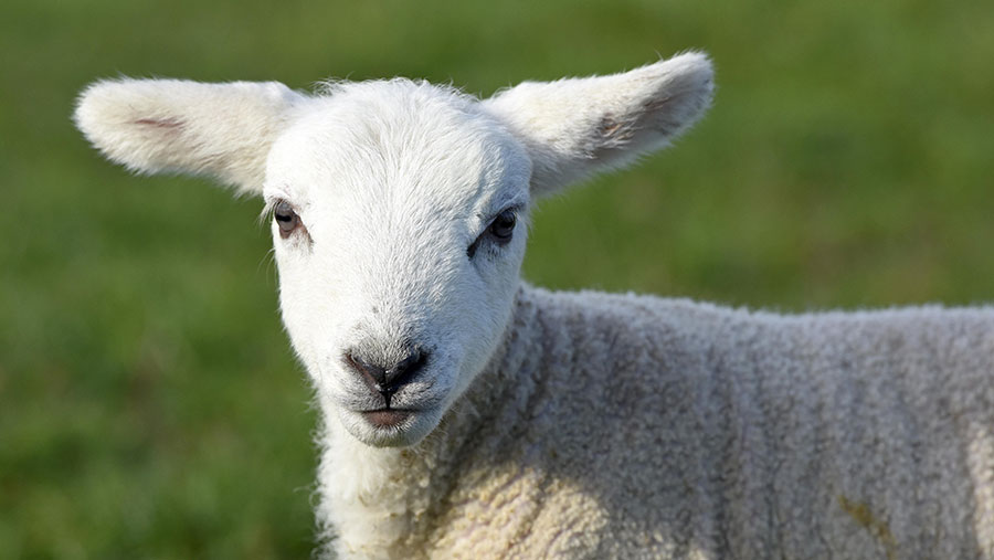 9 supermarkets' commitment to British lamb compared - Farmers Weekly