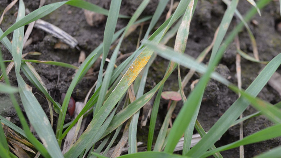 Yellow rust