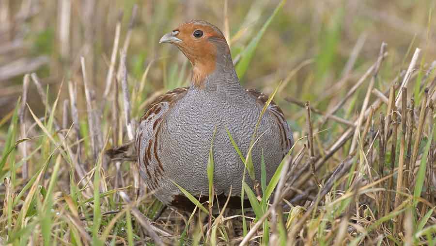 Grey partridge © Roger Tidman/FLPA / imagebroke r/Rex/Shutterstock
