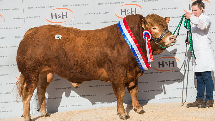 Leading prices at Carlisle last week was the Blonde champion Hallfield Lincoln from James and Peter Weightman’s Hallfield herd.