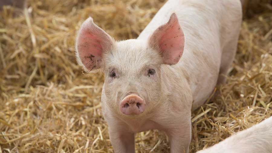 Red Tractor pork producers must use electronic Medicine Book Farmers
