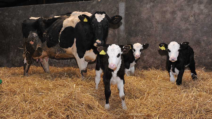 Calf triplets