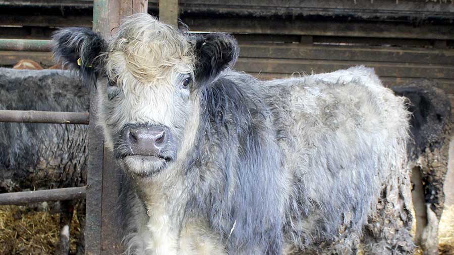 Rough grazing offers more nutrient value than expected Farmers Weekly