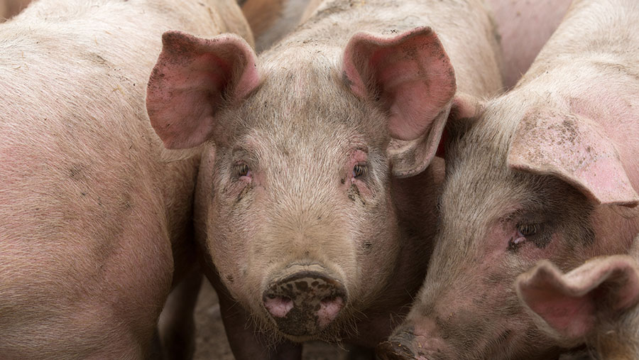 AHDB Real Welfare study confirms pig sector's high standards - Farmers