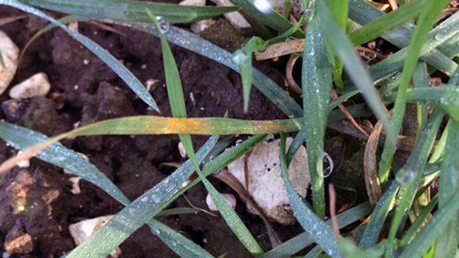 Yellow rust seen in Reflection winter wheat in south Yorkshire © Andrew Hartley