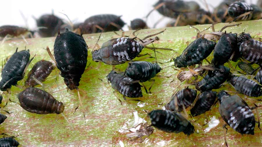 How to monitor and treat the most troublesome crop pests Farmers Weekly